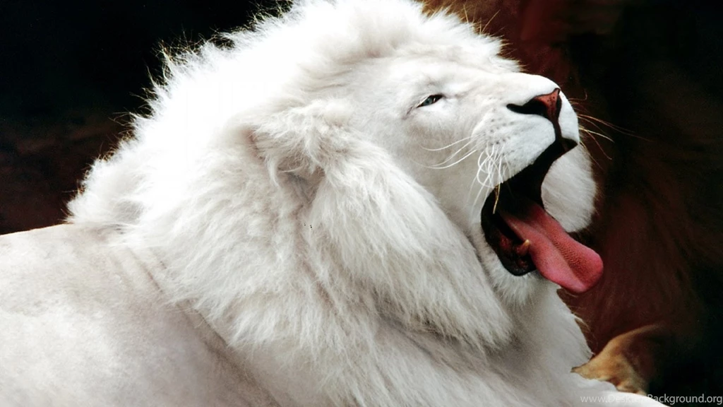 White lion animal wallpapers hd free for you