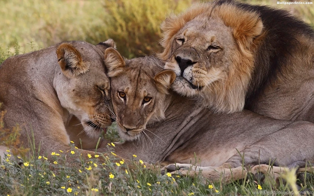 African Lion Picture Wallpapers