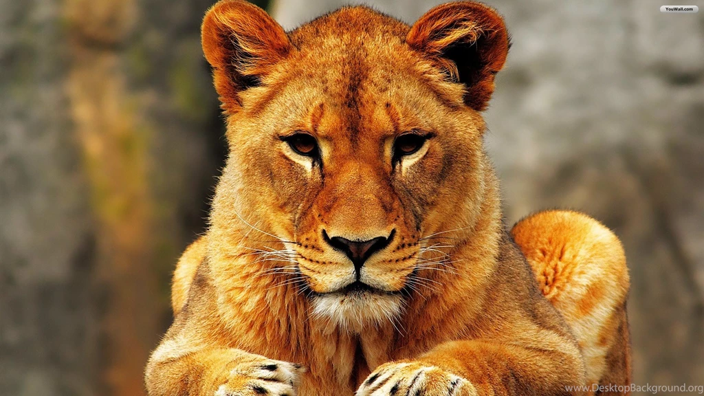 African Lion « Fightlikecatsanddogs