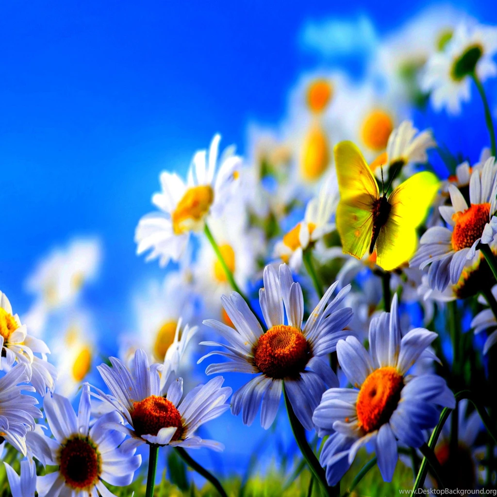Ipad Hd Wallpapers