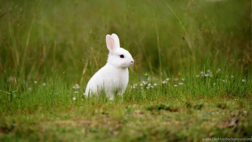 Pet Rabbit Wallpapers 18, HD Desktop Wallpapers