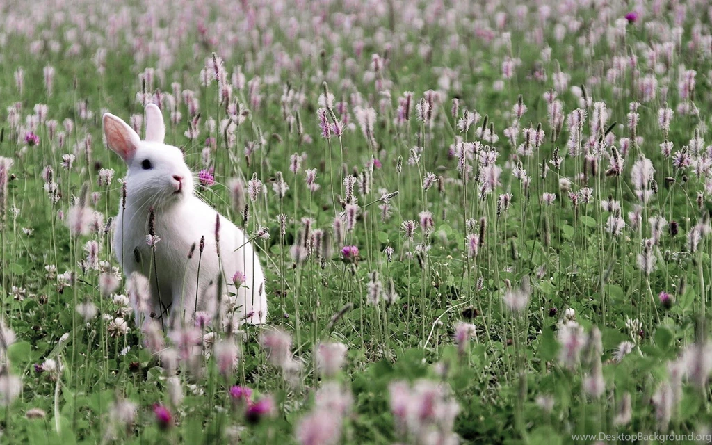 Rabbit Wallpapers Hd Wallpapers ›› Page 0