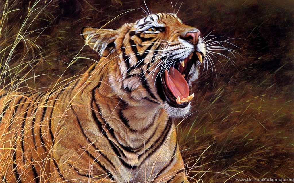 Tiger HD Wallpapers Free Download In 1080p
