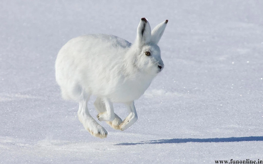 Rabbit Wallpapers, Download Free Cute Baby Rabbits HD Wallpapers 5 ...
