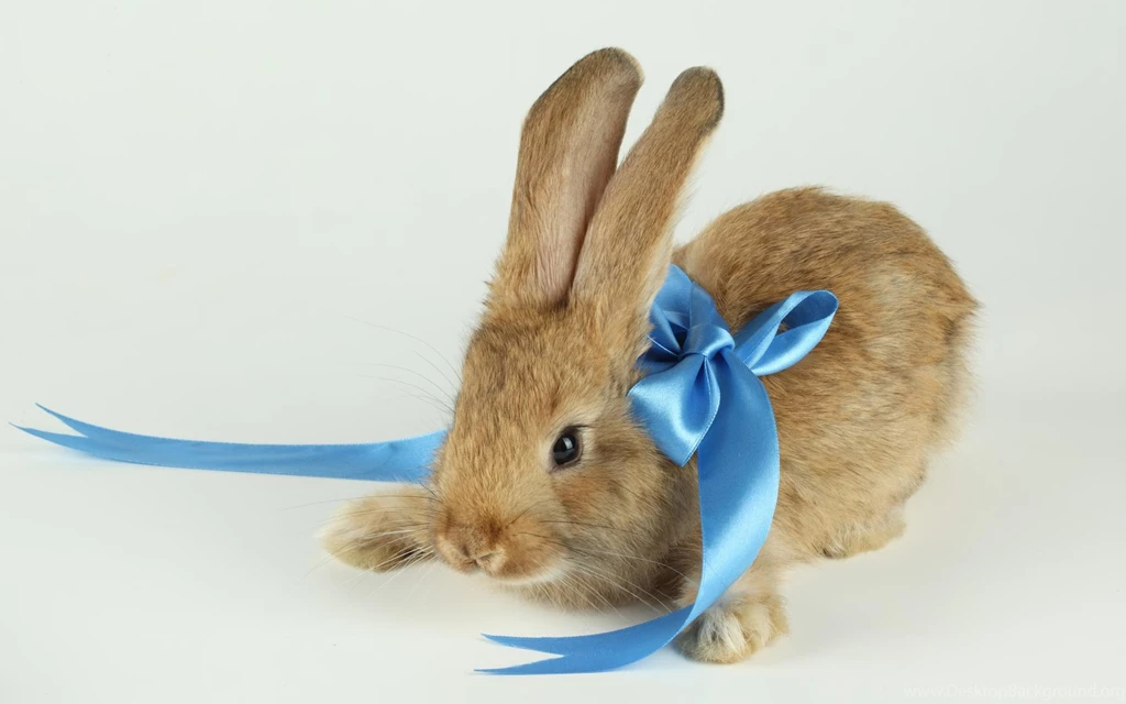 The Top 10 Rabbit Wallpapers In The World Bunny Box