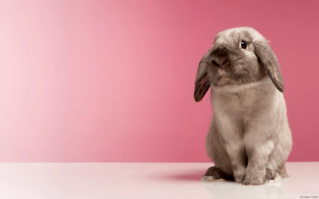 Funny Pictures Of Animals: Funny Rabbit Wallpapers