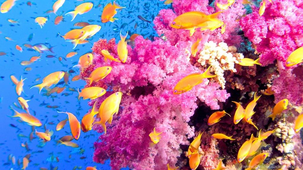 The Great Barrier Reef Tourism Queensland Australia