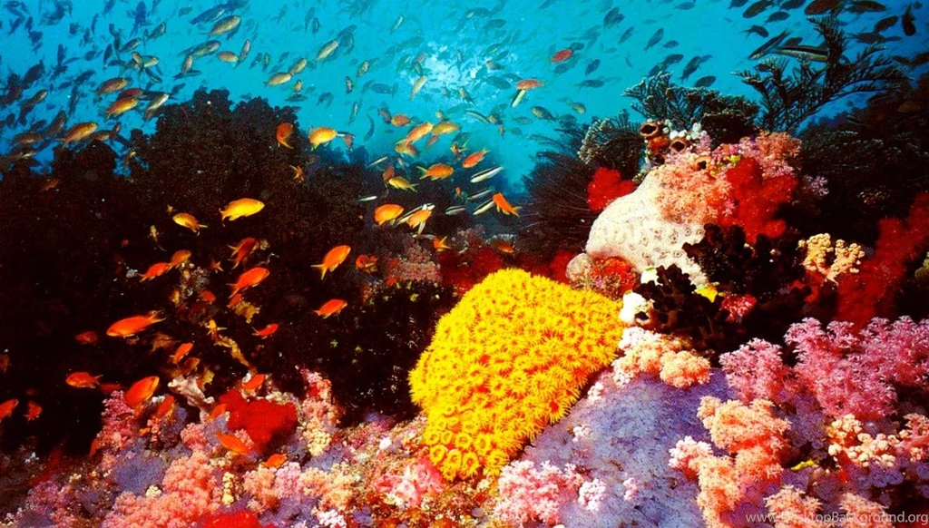 Alan Fincher: Great Barrier Reef High Quality Wallpapers