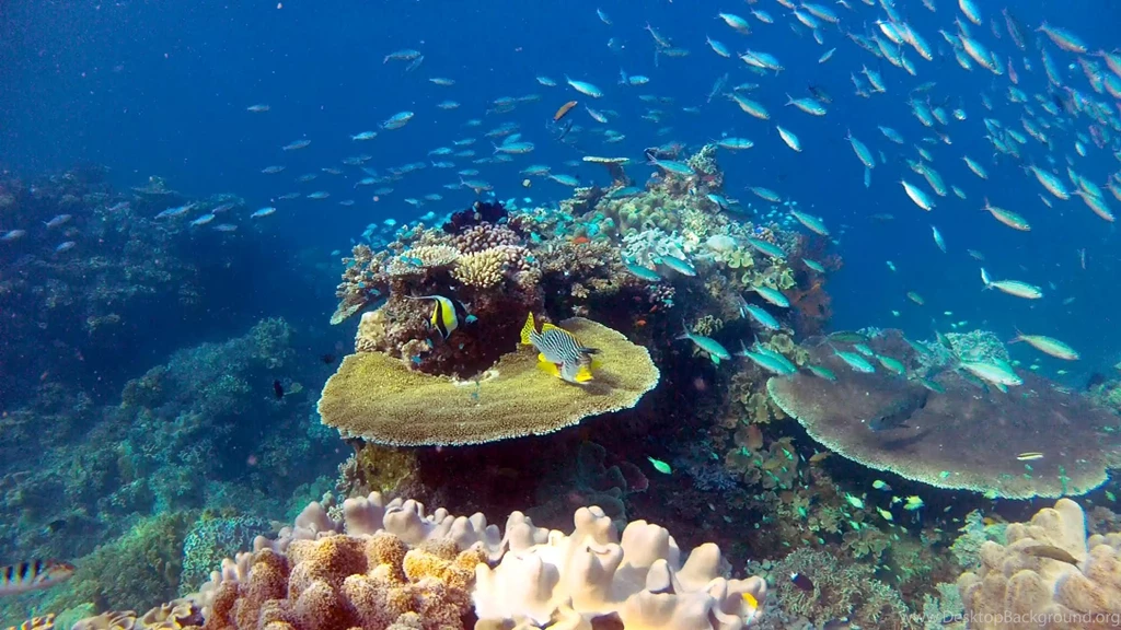 Diving Great Barrier Reef YouTube