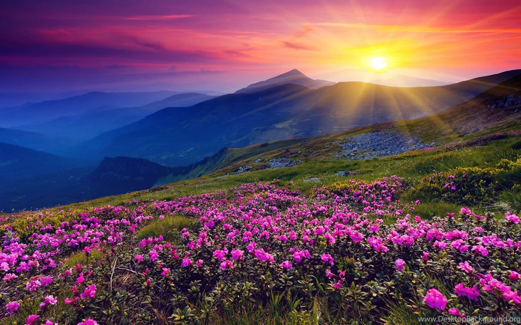 Beautiful Flower Landscape