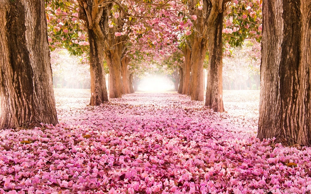 Spring Beautiful Tree Flower Landscape Wallpapers