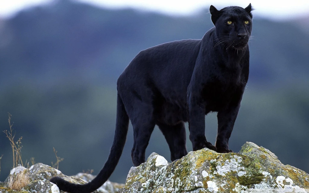 Black Panther HD Desktop Wallpapers : Widescreen : High Definition ...
