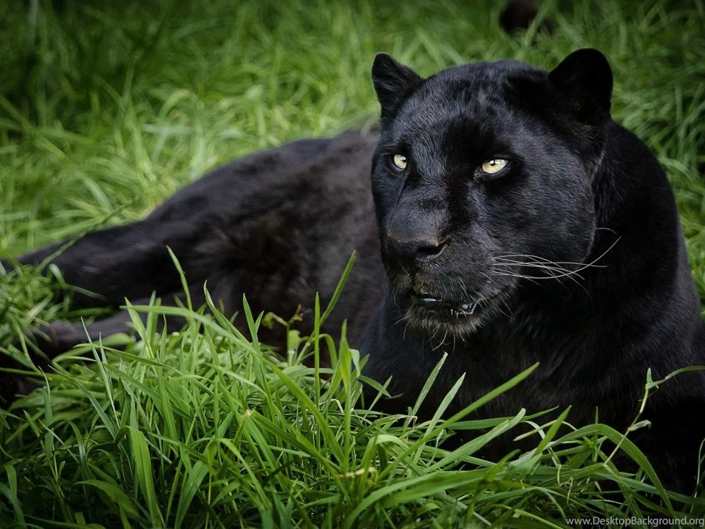 Free Download Black Panther Backgrounds Pictures