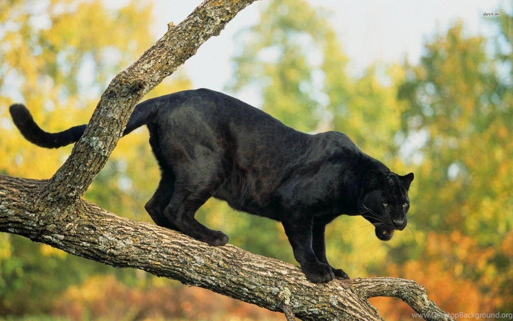 Black Panther Climb Desktop Backgrounds HD 1920x1200