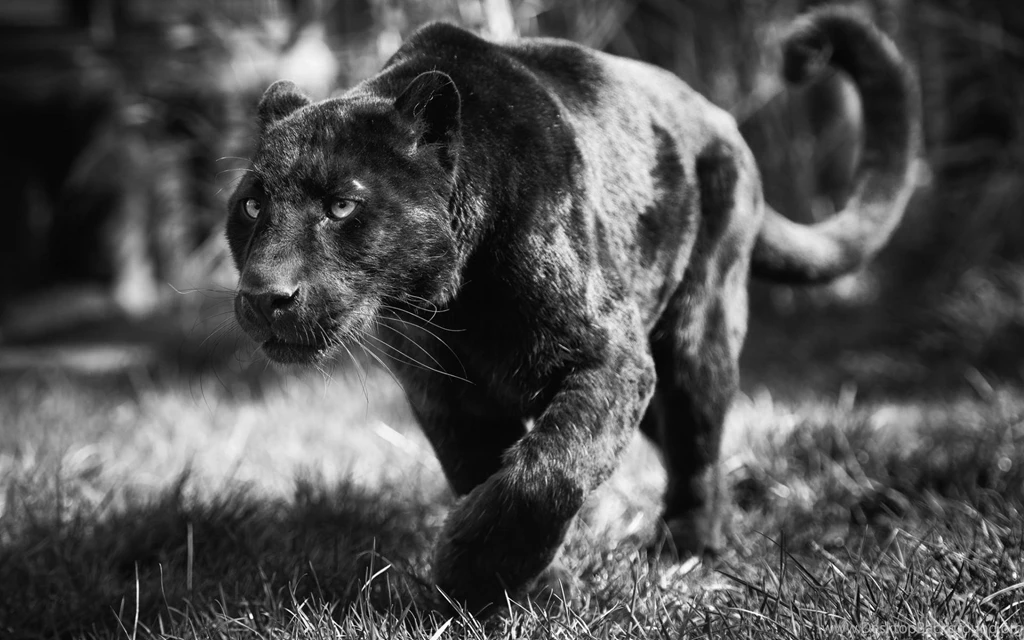 Black Panther Wallpaper Backgrounds Nekeran.com