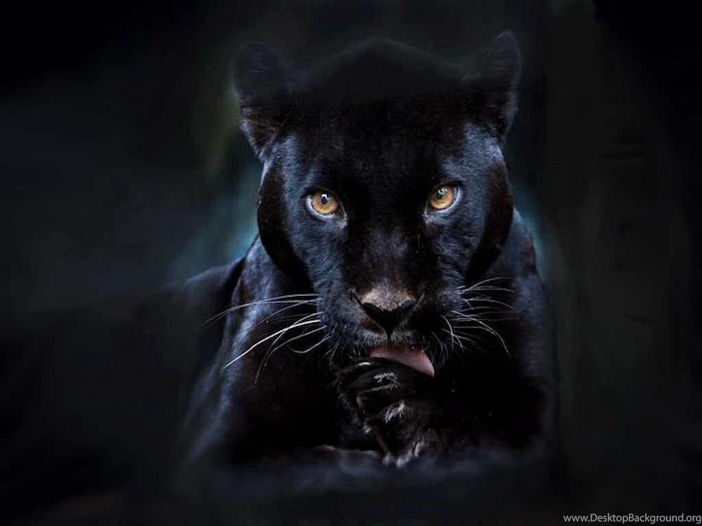Black Panther Wallpapers