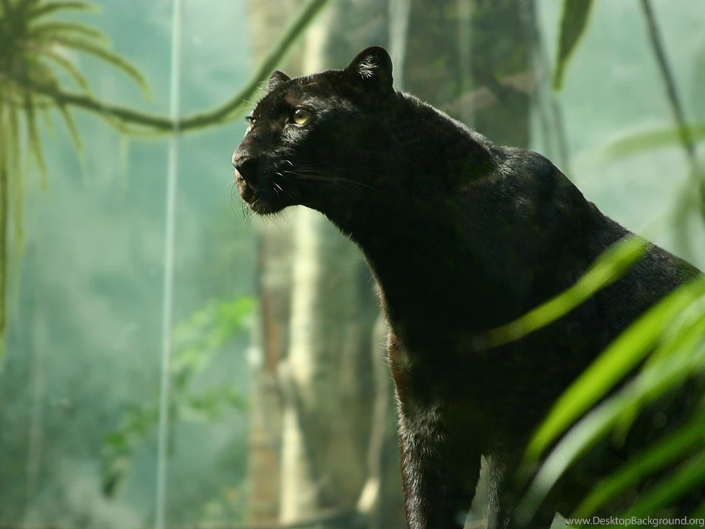 BLACK PANTHER Cat Cats Desktop Background Images ~ Cats For HD 16 ...