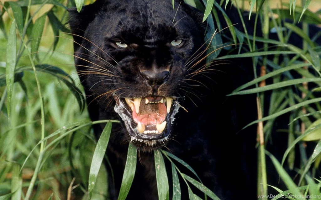 Image ZC4cKfN black panther background.jpg Animal Jam Clans ...