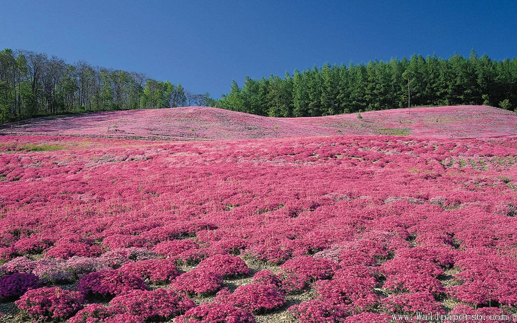 Full Brae Clover Flower - Landscape Wallpapers Free Download ...