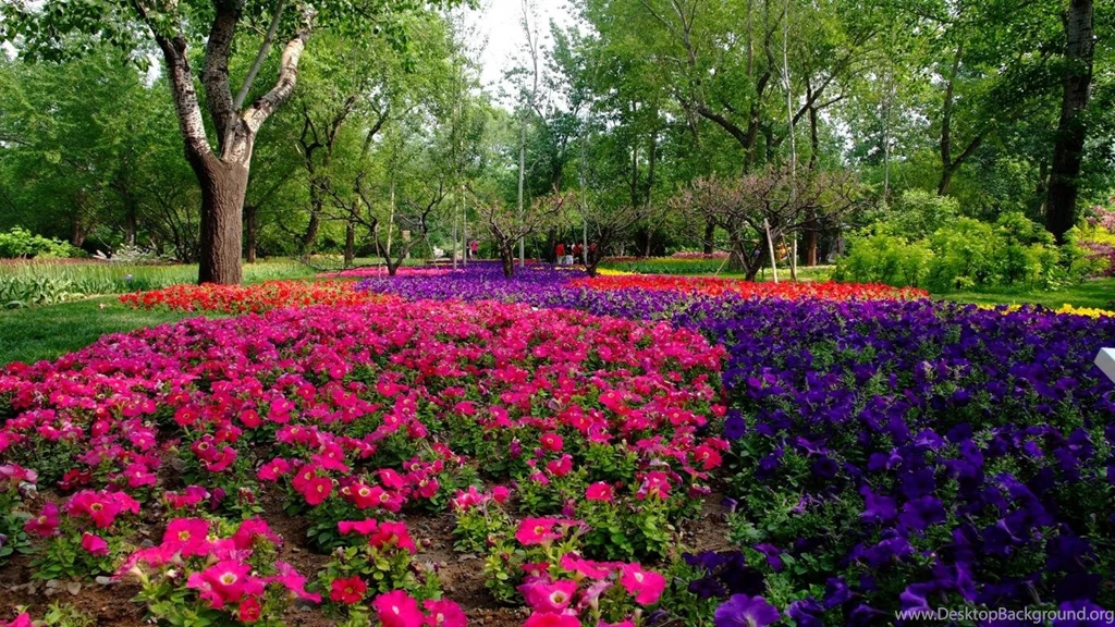 Stunning Flower Landscape Wallpapers