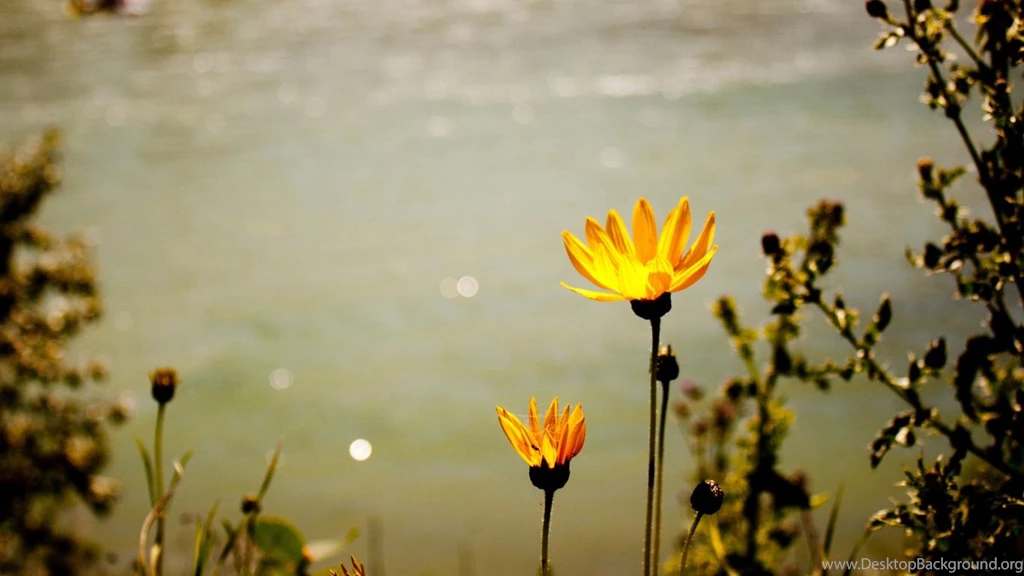 Lotus Flower Nature Lake Yellow Landscape Up High Quality ...