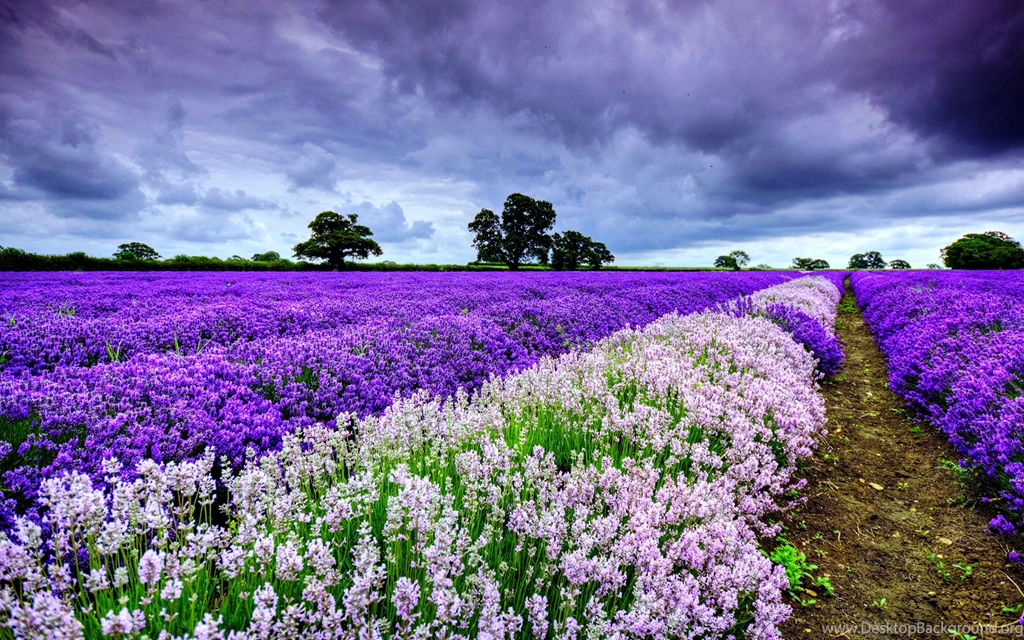 Flowers Garden Landscape Love Nature Romantic Roses ...