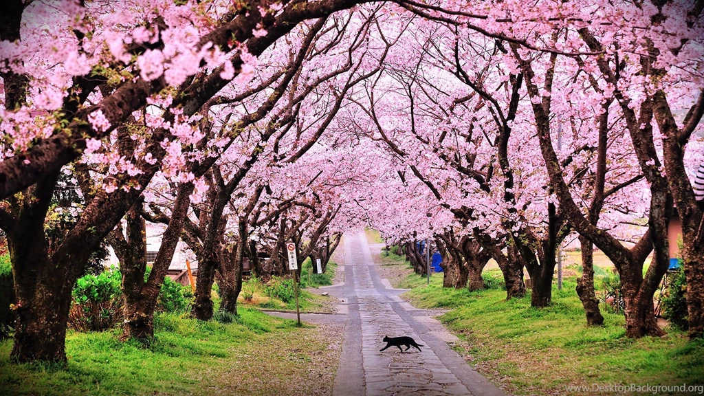 Beautiful Natural Tree With Pink Flower And Running Cat On Road HD ...