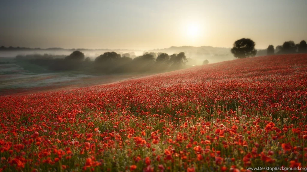 Hd 94818 Flower Landscape Landcapes HD Wallpaper Backgrounds