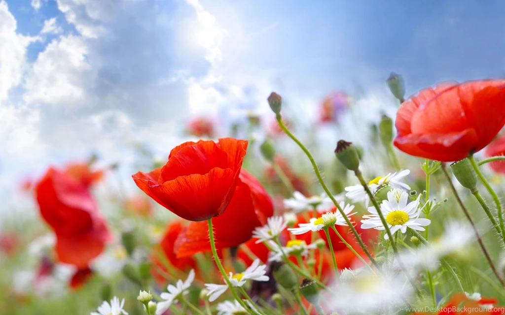 All Flowers Images Collection (48+)