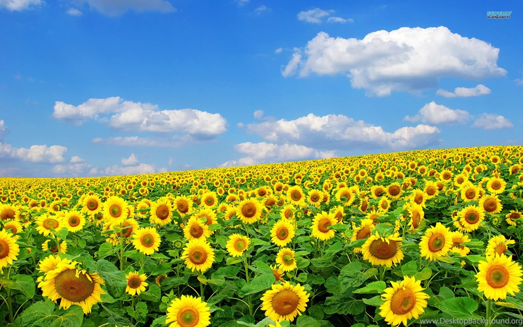 Sunflower Field Awesome Wallpapers Gallery