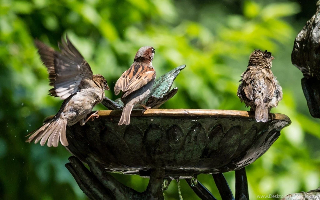 Birds Sparrows Bathing Bird Bath Swimming Birds Spring Landscape ...