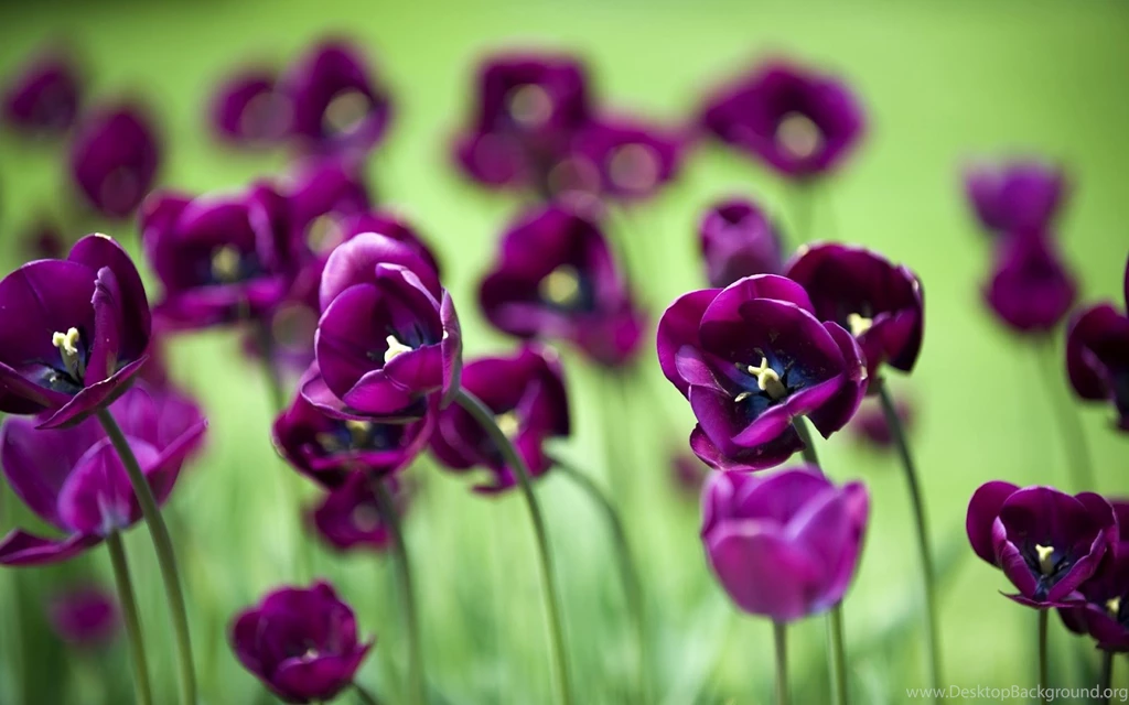 Purple Flowers Awesome Landscape Desktop Wallpapers