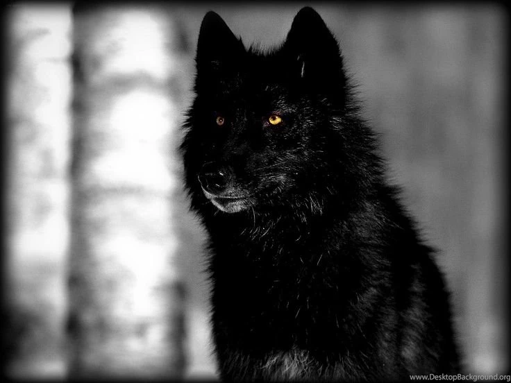 Black Wolves On Pinterest