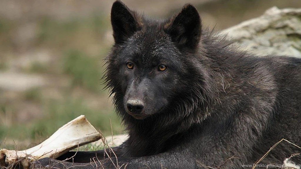 Black Wolf   (