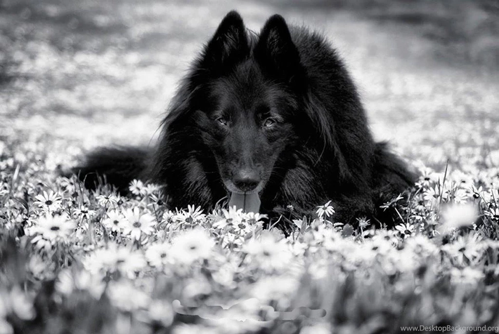 Other: Black Wolf Art White Wisdom Timber Howling Saying ...