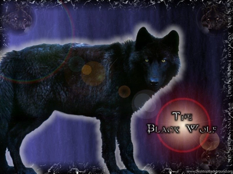 Black Wolf Black Wolves Wallpapers (21617970) Fanpop