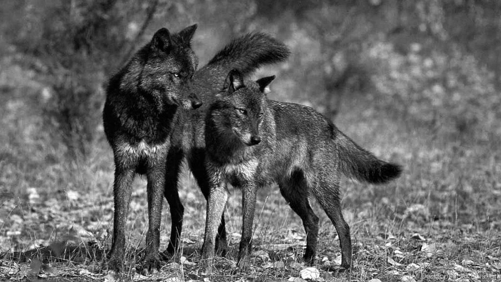 BLACK WOLVES WALLPAPER   (