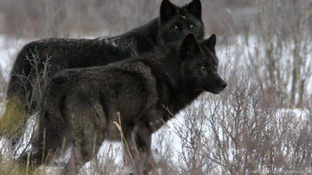 Two Black Wolves   (