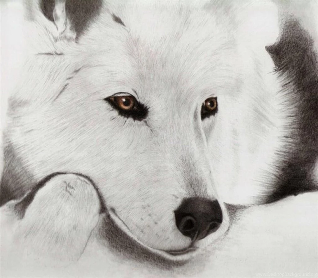 WHITE BLACK WOLF WALLPAPER   (