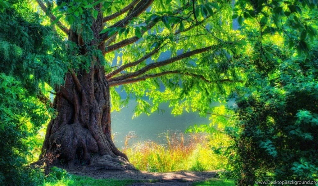 Nature Hd Wallpapers 1080p Widescreen