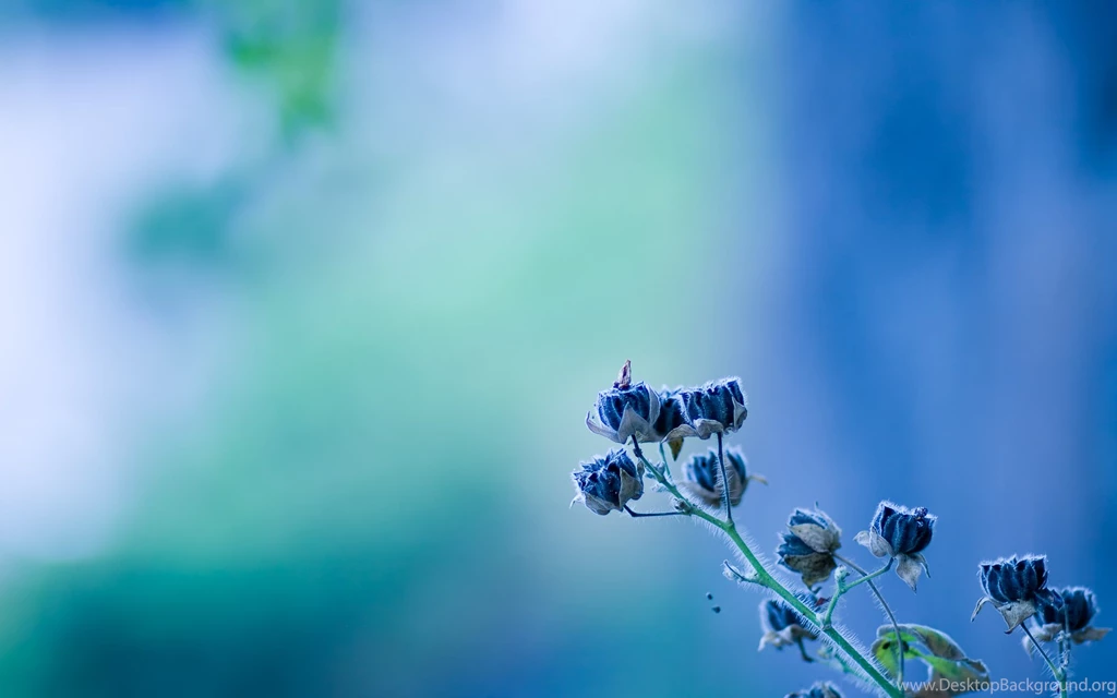Wallpapers Hd Flowers