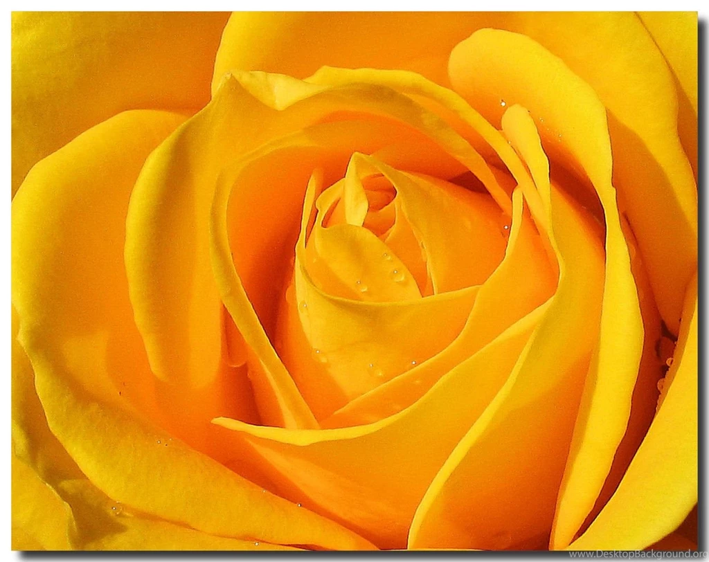 Yellow Rose Wallpapers Wallpapers Cave