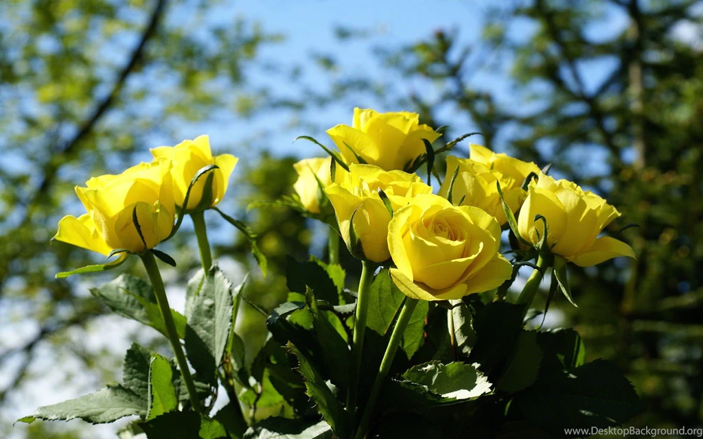 Yellow Rose Wallpapers Pictures 10345 1920x1200 UMad.com