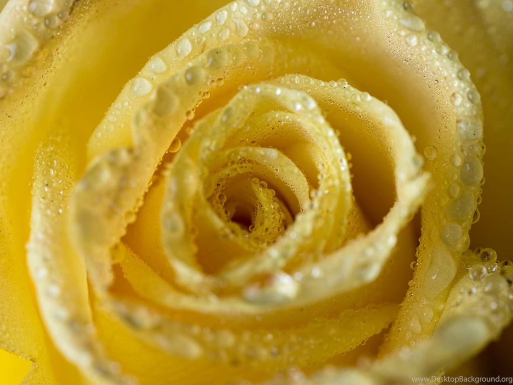 Yellow Rose Wallpaper, Water Drops, Macro, Wavy, Fluffy, HD ...
