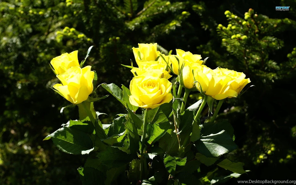 Yellow Rose Flowers Images Wallpapers HD Base