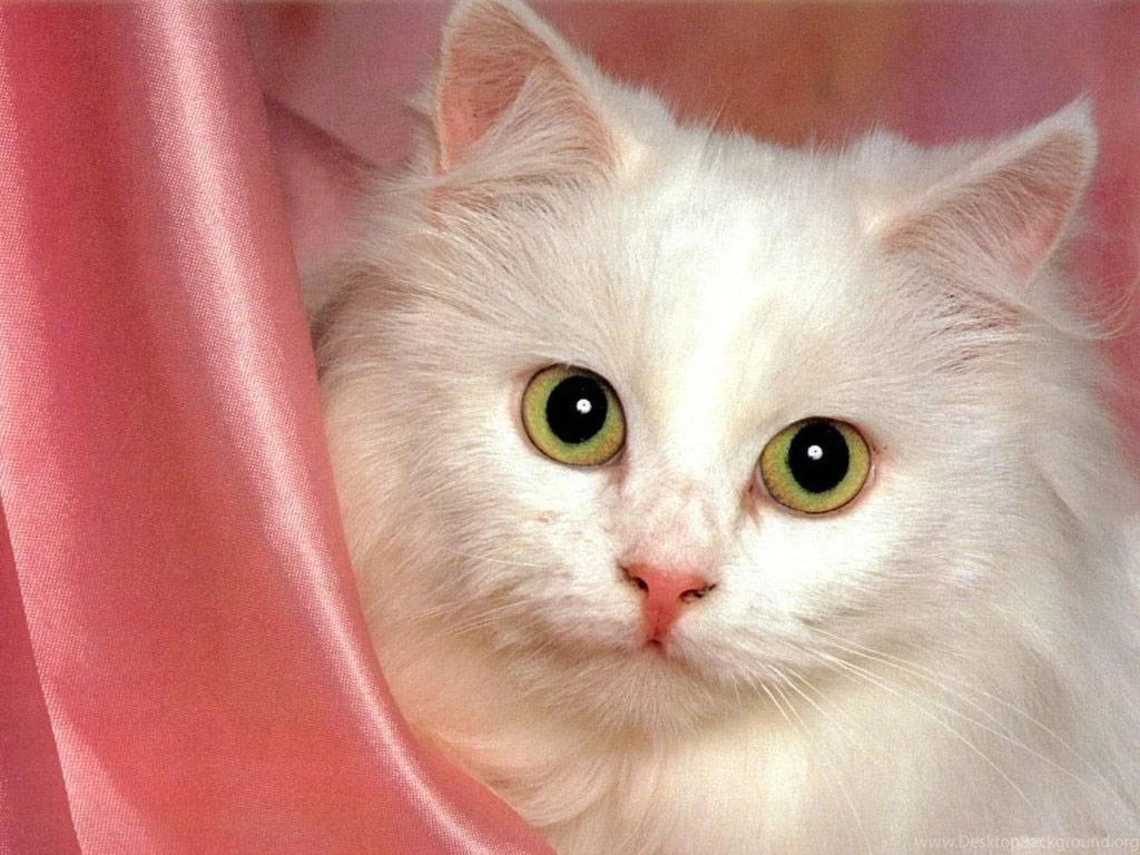 Beautiful Wallpapers Free Download Collection (40+)