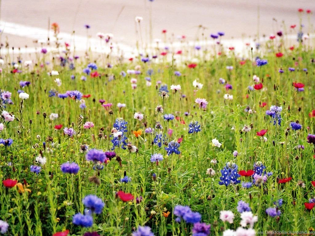 Wild Flower Wallpapers   Wallpapers Cave