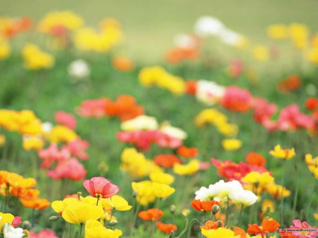 HD Colorful Wildflowers : The Brilliant World Of Wild Flowers ...