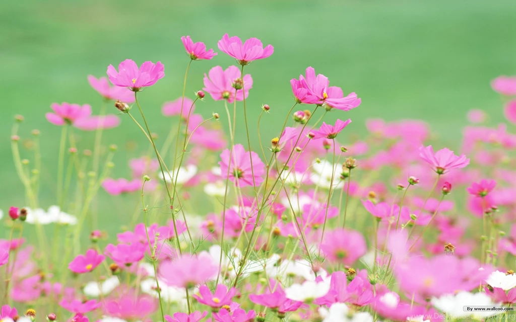 HD Widescreen Colorful Wildflowers : The Brilliant World Of Wild ...