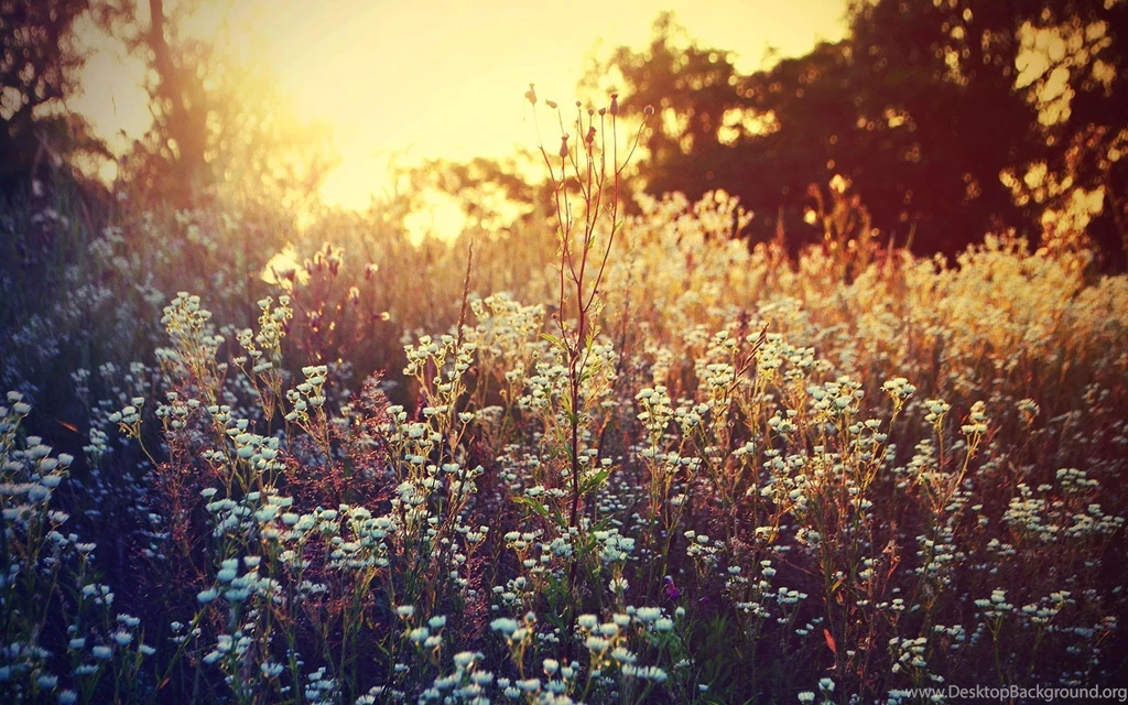 Wildflower Wallpapers >> Backgrounds With Quality HD